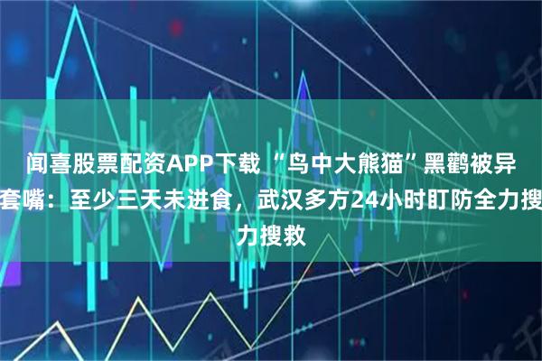 闻喜股票配资APP下载 “鸟中大熊猫”黑鹳被异物套嘴：至少三天未进食，武汉多方24小时盯防全力搜救